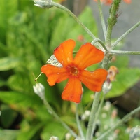 Primula cockburniana orange